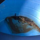 Rescatan un caimán durante operativo policial  en Manatí