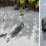 Detonan proyectil encontrado en playa Flamenco de Culebra