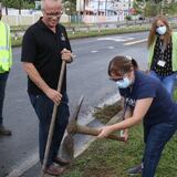 Cayey celebra el Día del Planeta Tierra con la siembra de 300 robles