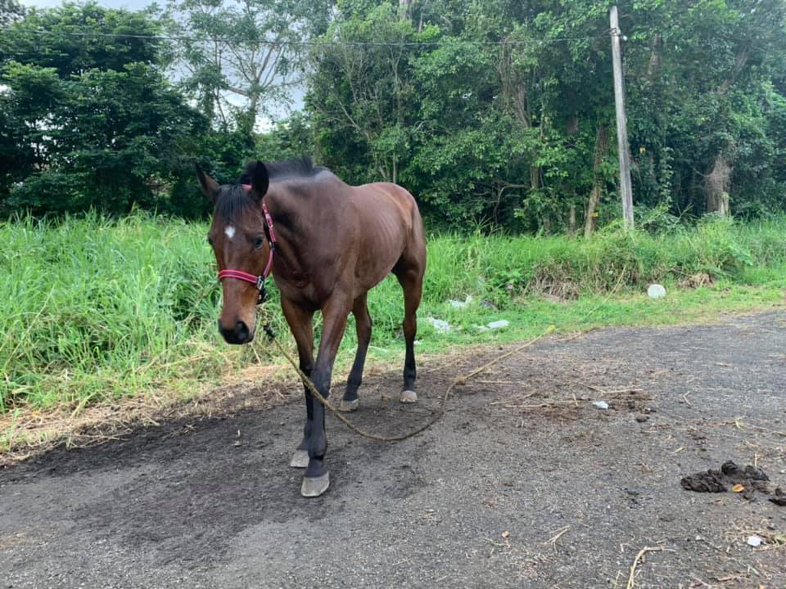 Esta es una foto de Caribbean Thoroughbred Aftercare Inc. de La Carmelita al momento de ser encontrada. Estaba atada con soga a un poste de madera.