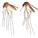 Un mosquito levanta alarmas en Florida por posibles enfermedades 