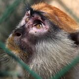 Madre alega que un mono mordió a su hija en Coamo