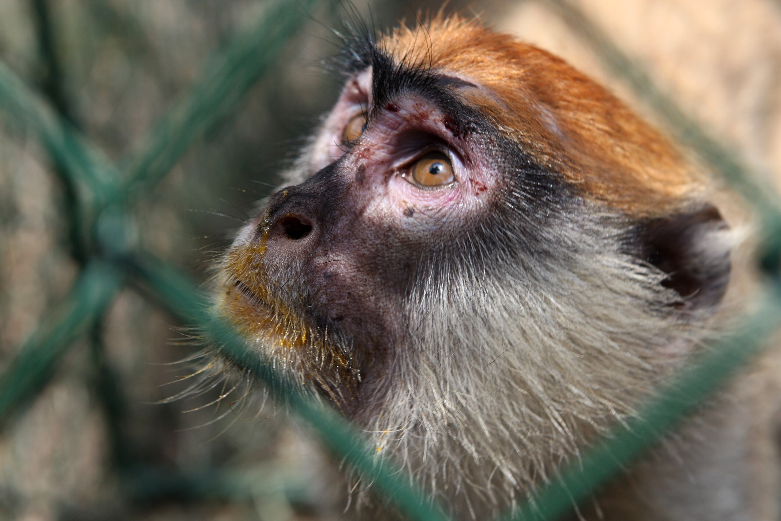Brasil tiene antecedentes de ataques a monos también durante los brotes de fiebre amarilla.