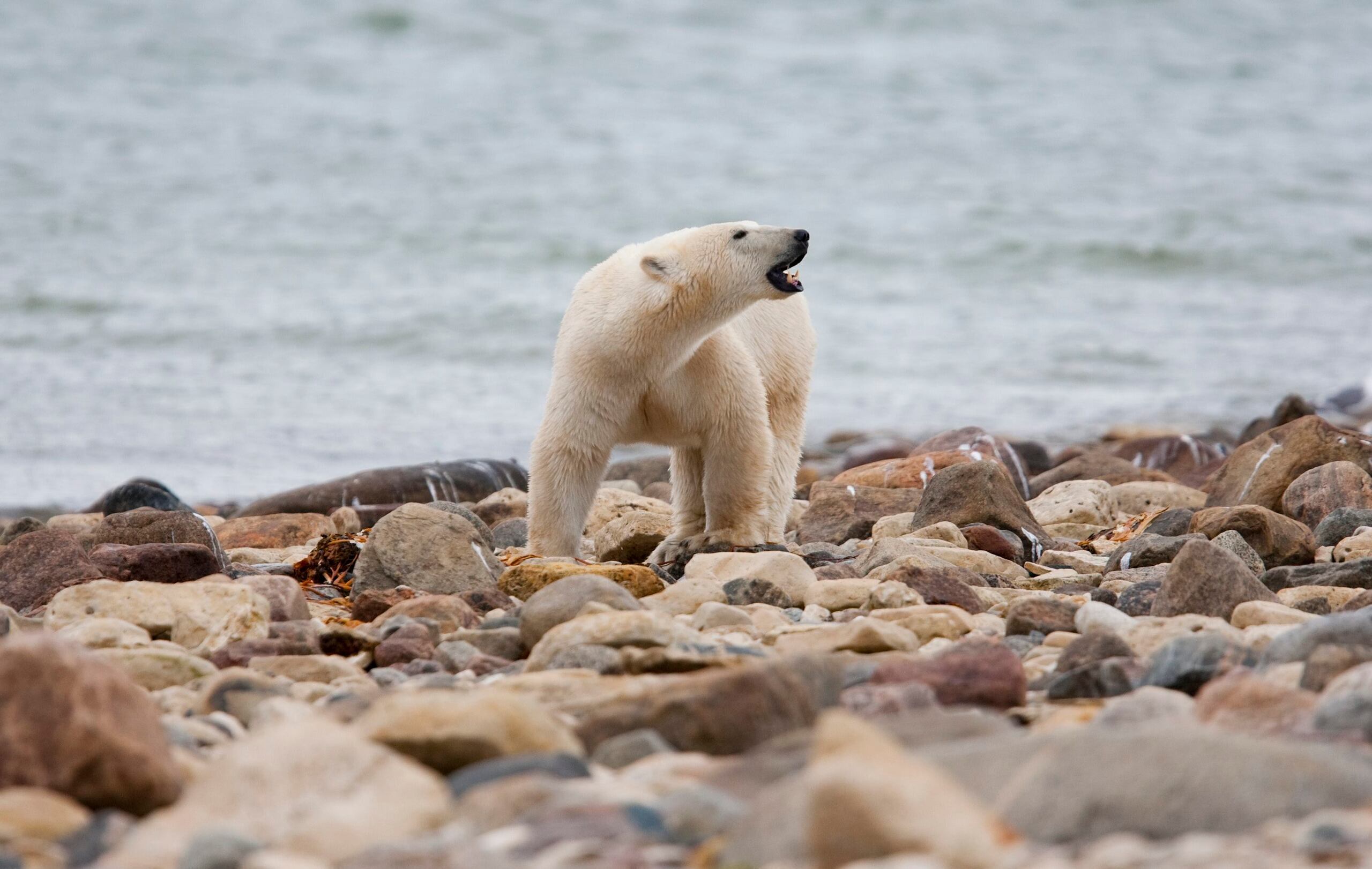 Foto de archivo de un oso polar macho camina a orillas de la Bahía de Hudson el 23 de agosto de 2010, cerca de Churchill, Canadá. (Sean Kilpatrick/The Canadian Press vía AP, archivo)