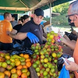 Amplia la cosecha de productos frescos del país