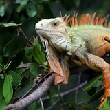 Cientos de especies invasoras amenazan el medioambiente en Florida 