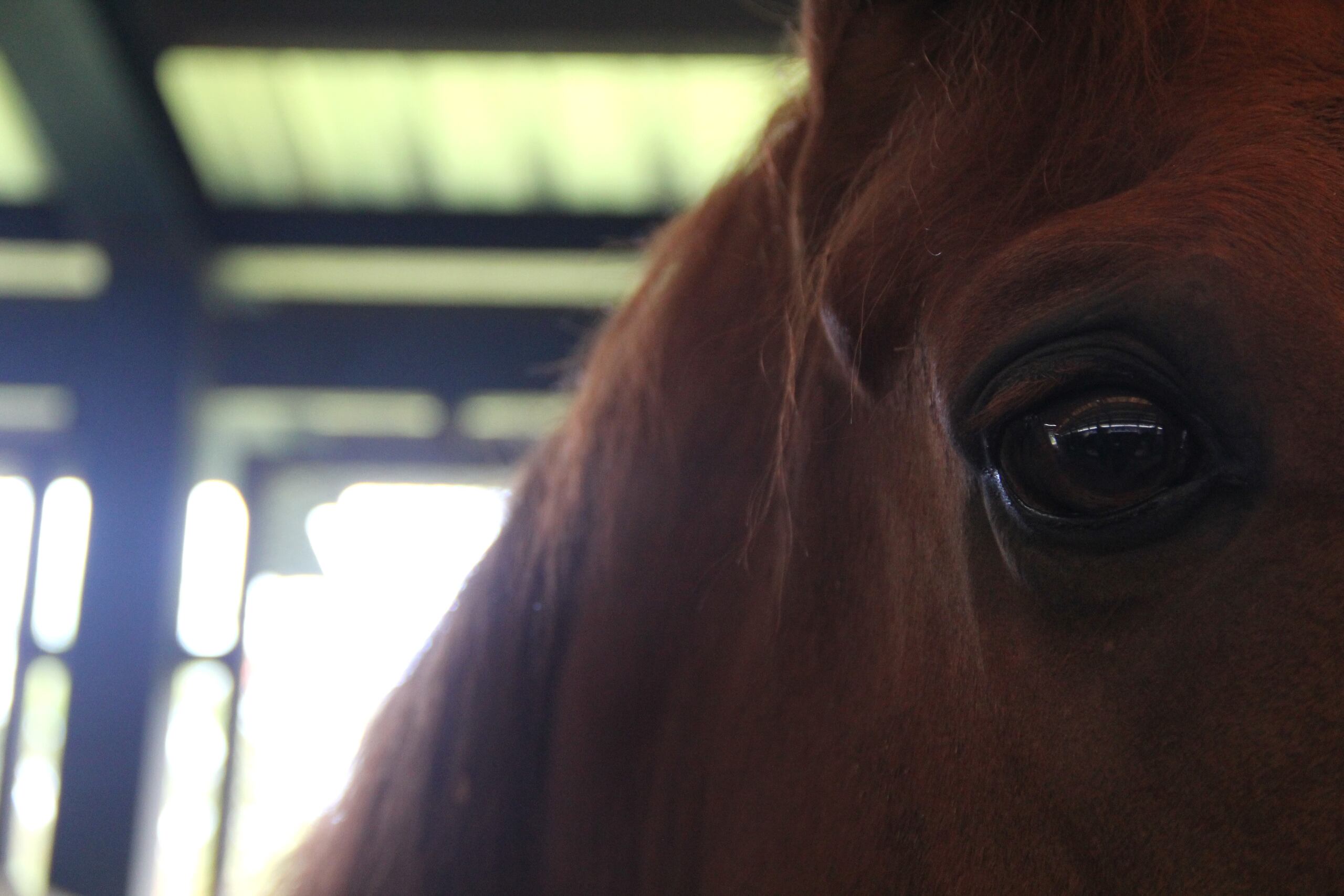 El jinete murió cuando el caballo que cabalgaba fue impactado por el vehículo y salió expulsado al pavimento. (Archivo)