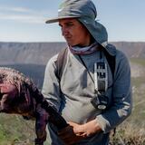 Preparan proyecto de conservación de la iguana rosada en Galápagos 