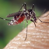 Liberación de mosquitos con dron se convierte en la esperanza de combatir el dengue 