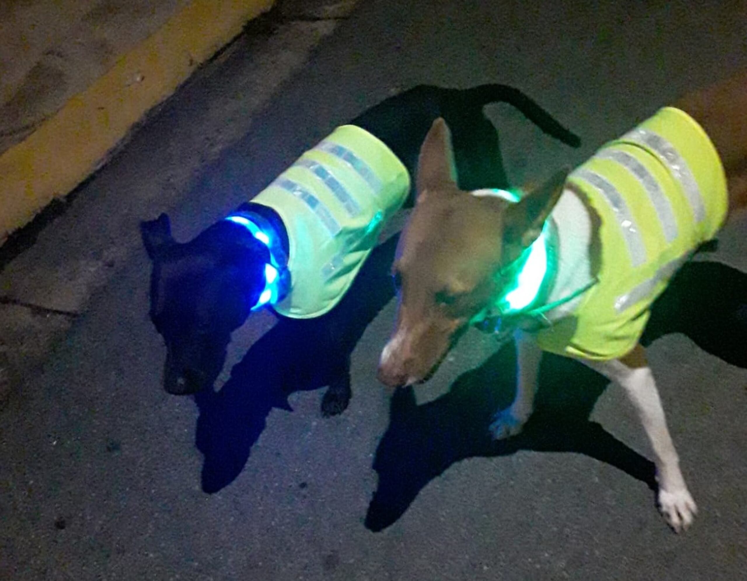 Cuando la gente ve a los perros con las luces muchos se paran y dicen: "¡Mira, parecen arbolitos de Navidad!", compartió la rescatista.