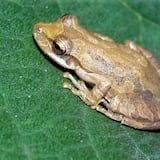 Científicos tras la pista de un diminuta y robusta rana invasora en Galápagos 