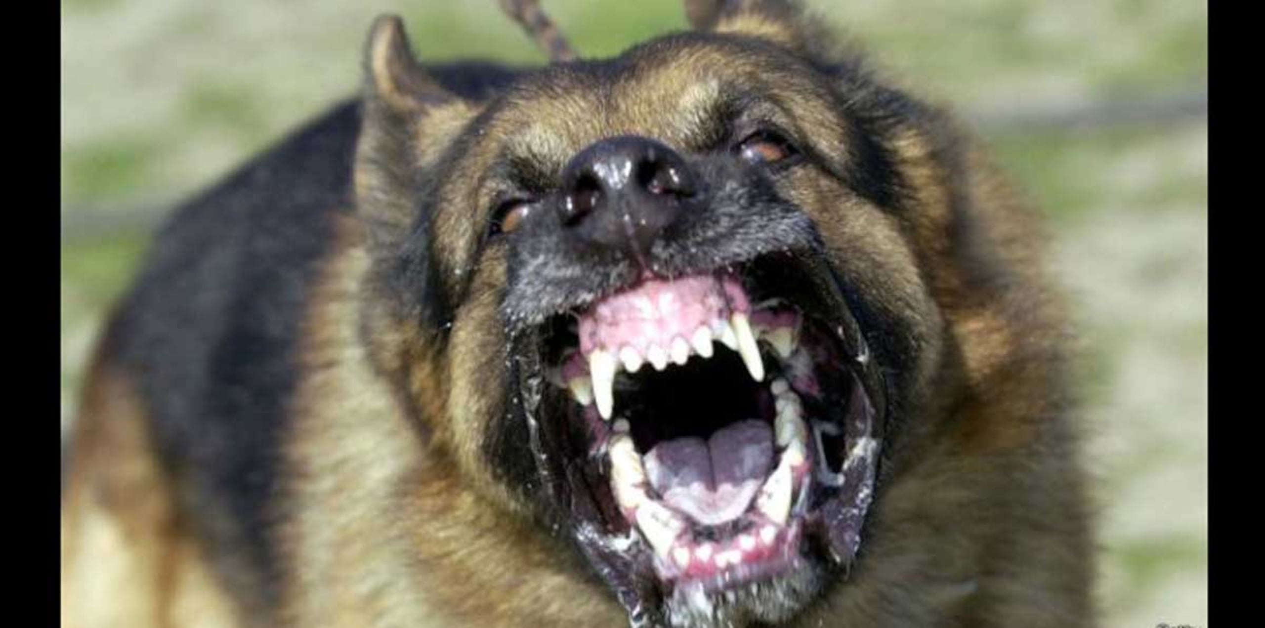 La rabia es una infección viral mortal que se transmite sobre todo por mordedura de perros infectados. (BBC)