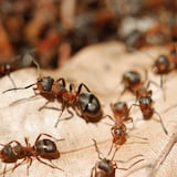 ¿Sabías que las hormigas pueden oler las células cancerígenas?