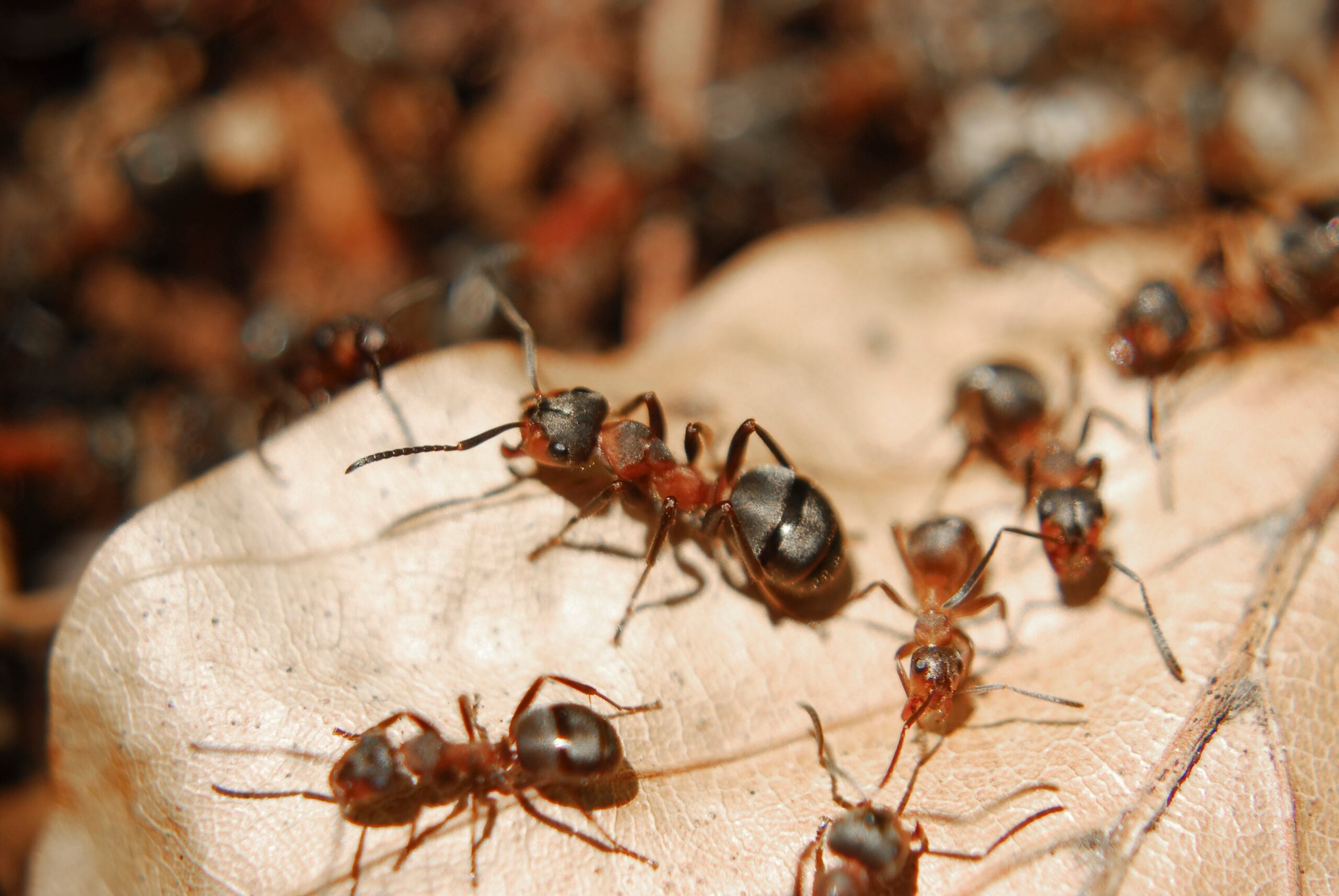 Estos insectos utilizan su poderoso sentido del olfato para sus tareas diarias y aprenden rápidamente.