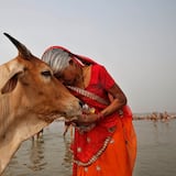 Abrazar a una vaca en lugar de la pareja: India hace este pedido y luego se retracta