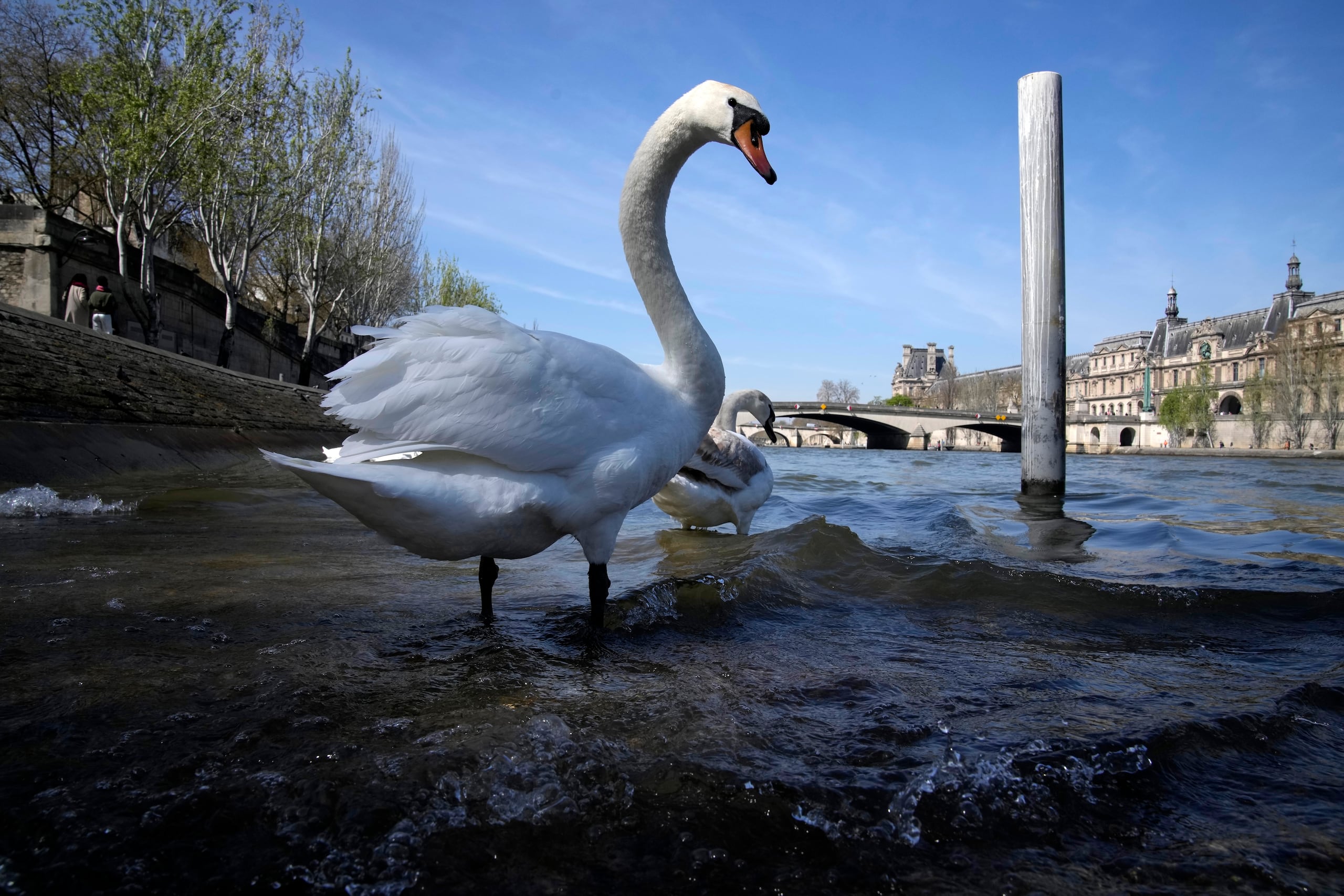 Cisnes en el río Sena de París, el miércoles 5 de abril de 2023. Una costosa y compleja operación de limpieza está resucitando el Sena justo a tiempo para que tenga un papel protagonista en los Juegos de París de 2024 y más adelante pueda cumplir con su reputación de río más romántico del mundo, uno que de verdad sea apto para la gente. (AP Foto/Christophe Ena)