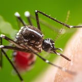 Paraguay acumula 104 casos de dengue y 51 de chikunguña 