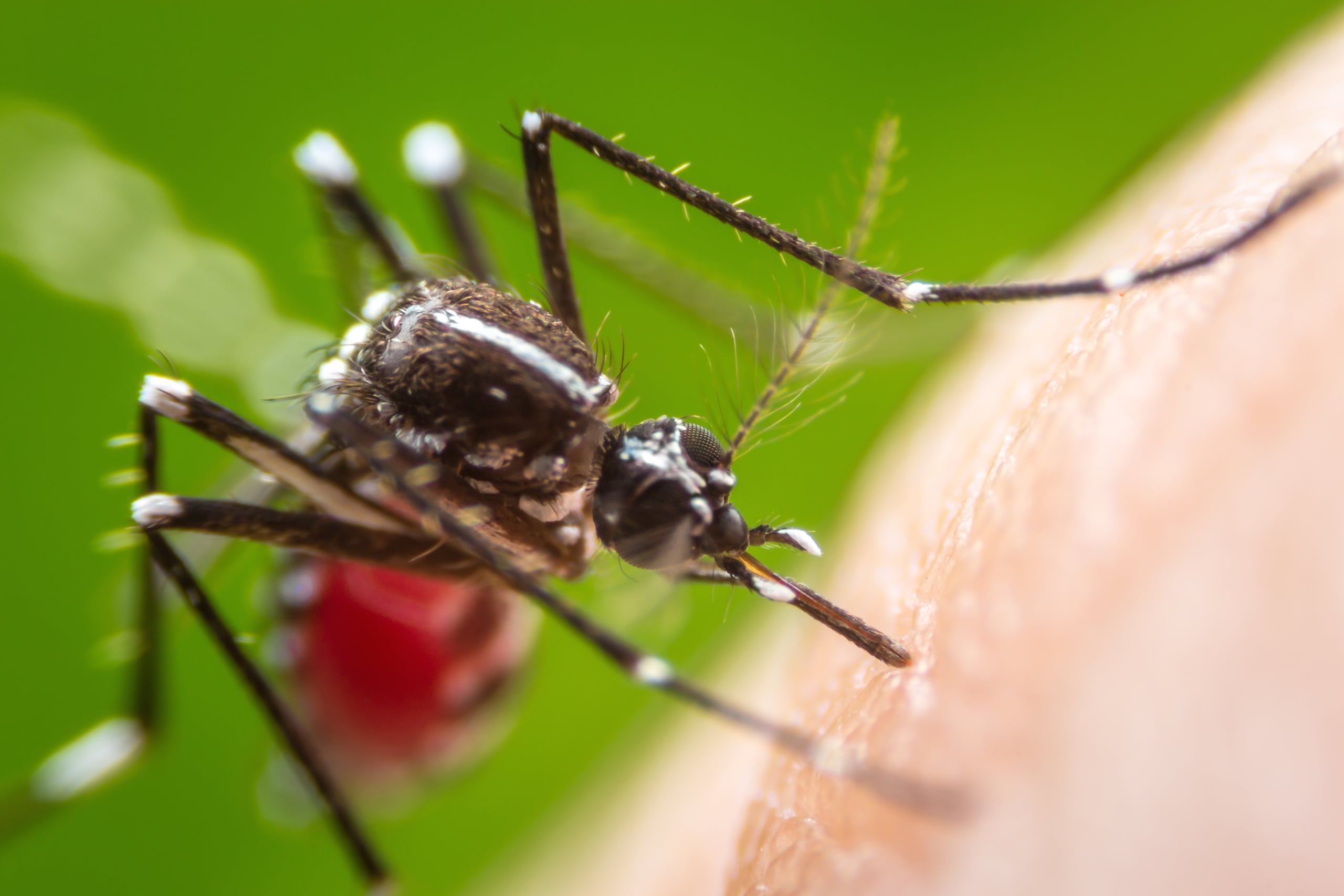 El dengue es una infección vírica transmitida por la picadura de las hembras infectadas de mosquitos del género Aedes aegipti. (Shutterstock)