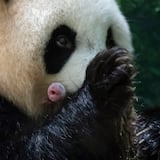 Nacen dos crías de panda gigante en Francia