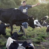 Hurtan una decena de novillas de vaquería en Quebradillas 