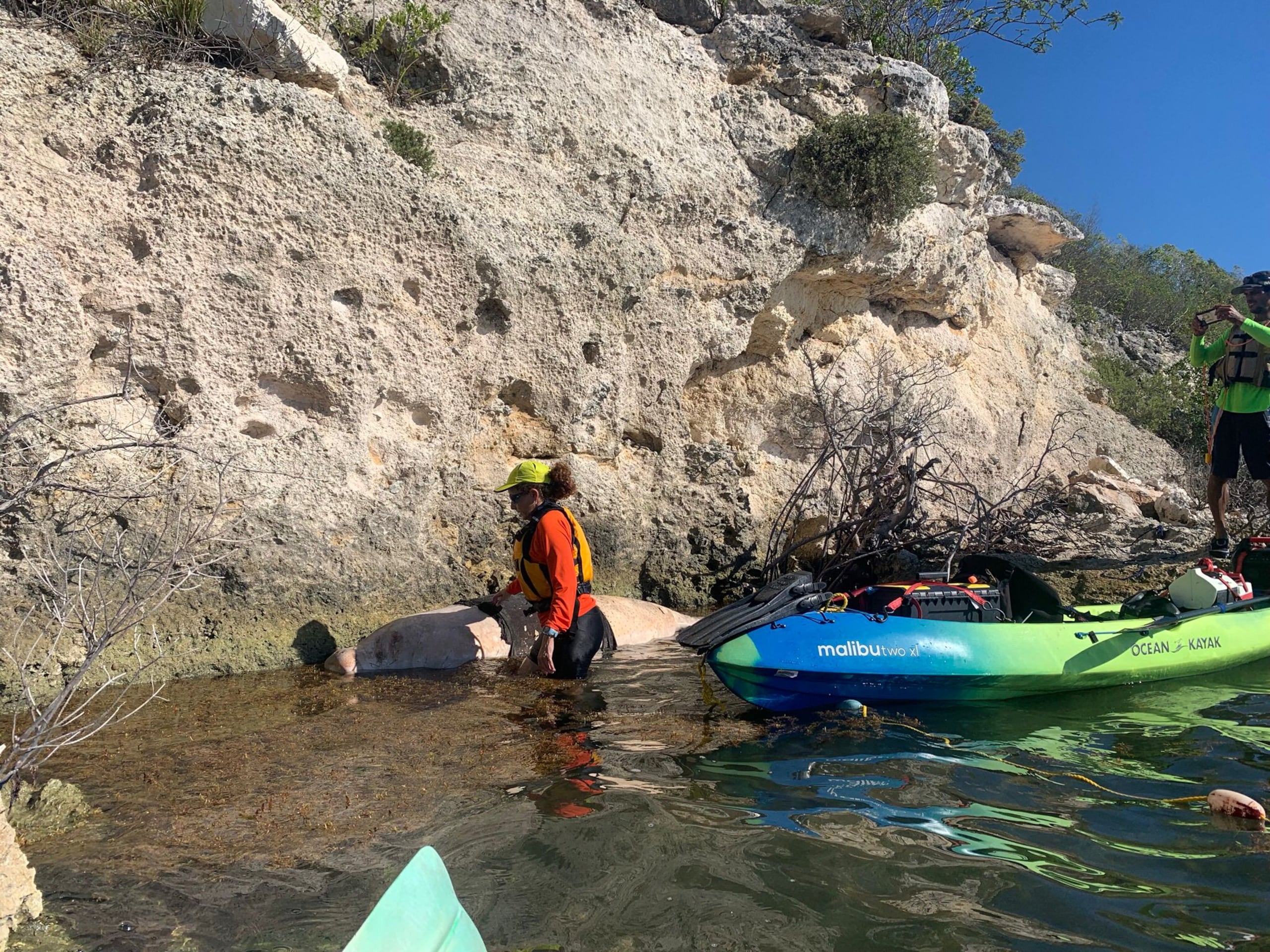 El manatí encontrado muerto en Guayanilla era una hembra adulta.