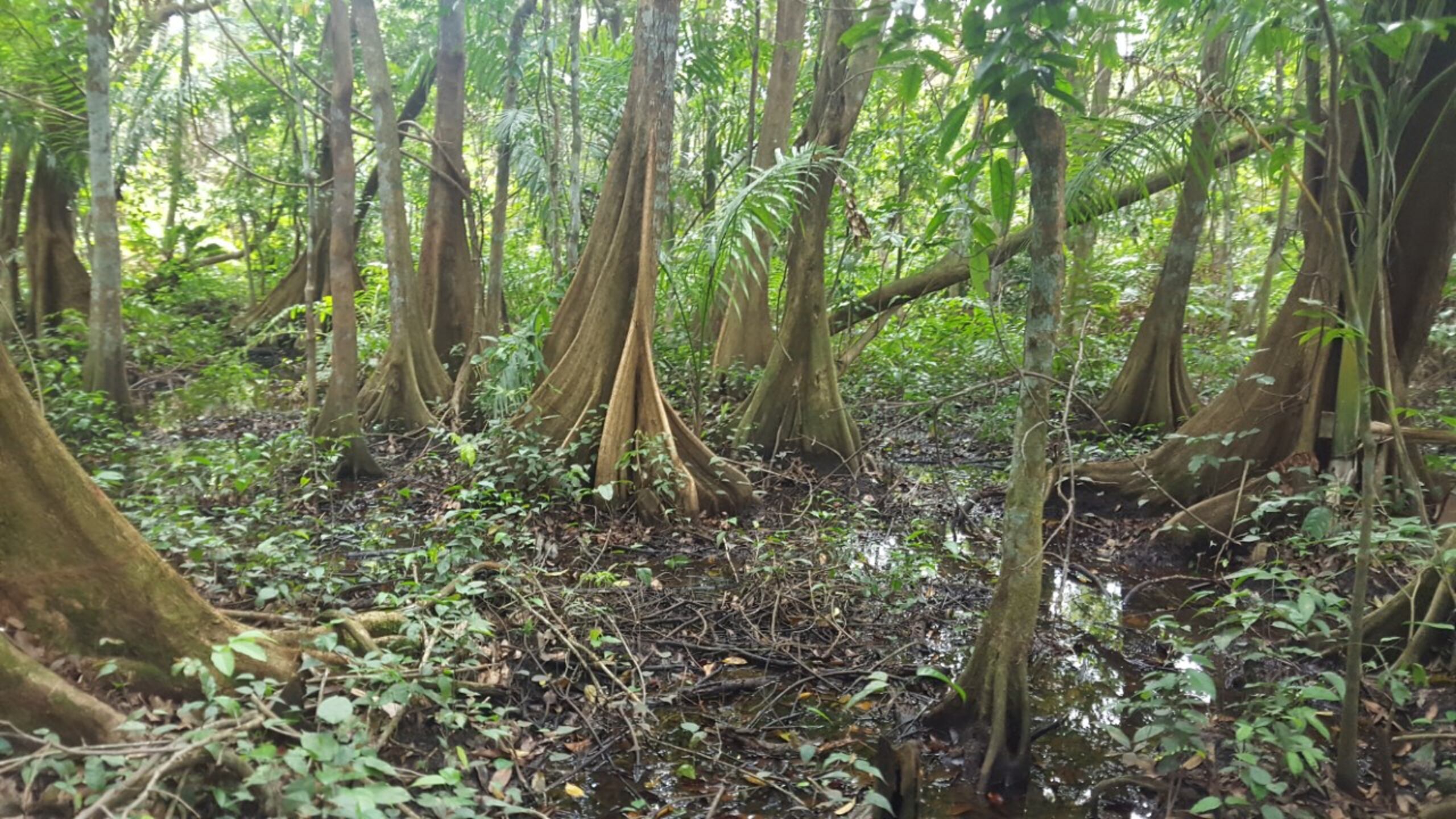 Bosque de Pterocarpusen Palmas del Mar en Humacao. 