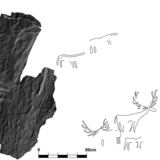 Descubiertos por primera vez en Escocia grabados de animales prehistóricos 