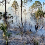 Personal del DRNA sale a Florida a combatir fuego en reserva natural