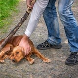 Estudio revela que es frecuente el maltrato animal en casos de violencia doméstica