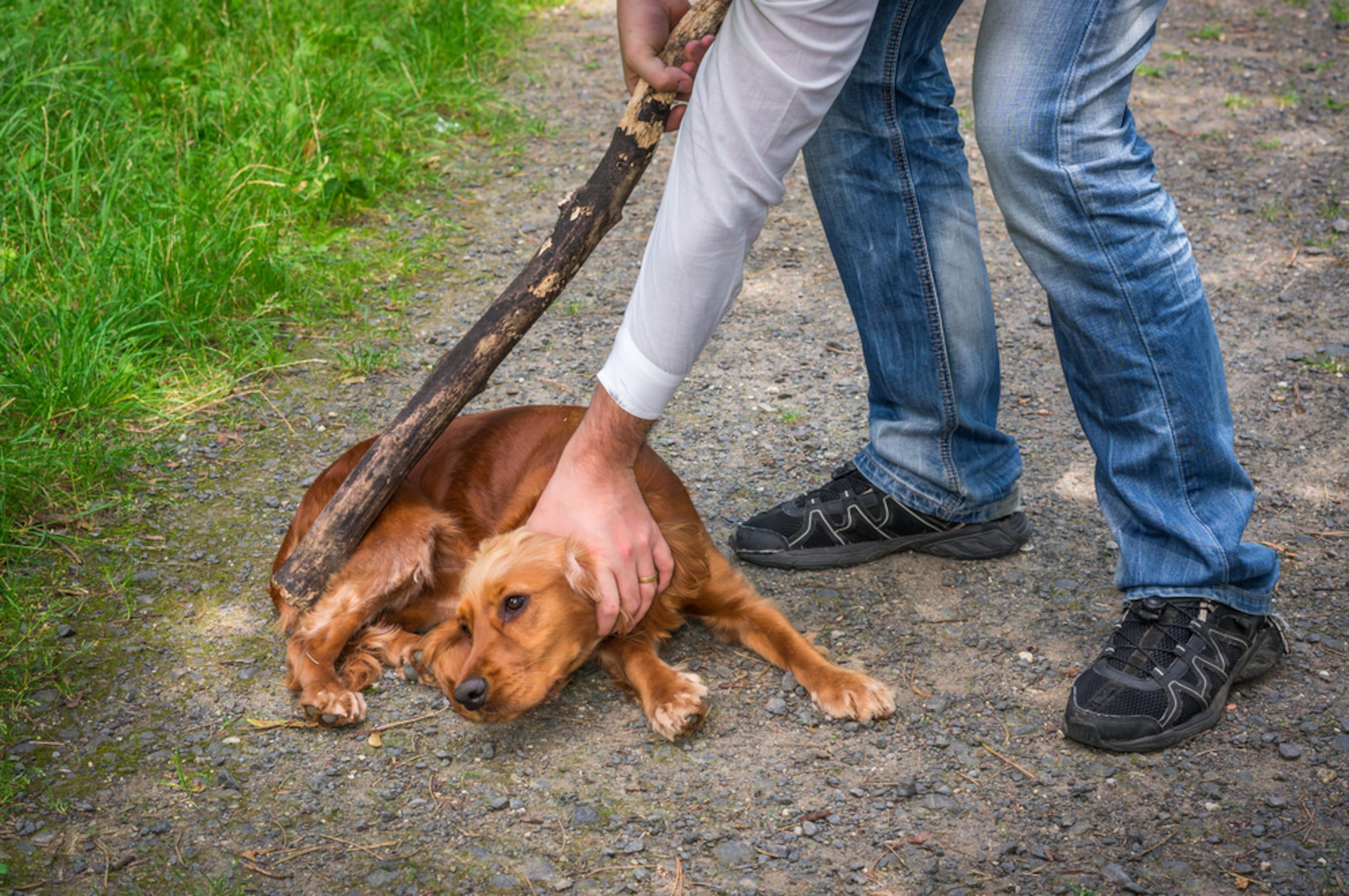 El estudio “Un amor que sostiene: el apoyo de las mascotas en situaciones de violencia de género” reflejó que el 87.8% de las víctimas abandonarían la situación de peligro al que están expuestas si se les pudiera garantizar la seguridad de sus animalitos.