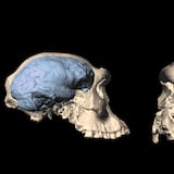 Nuestro cerebro evolucionó en África hace unos 1.7 millones de años 