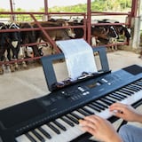 Le tocan música a las vacas para que estén felices y produzcan más leche 