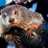 La marmota de Punxsutawney vaticina seis semanas más de invierno 