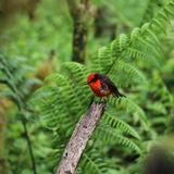 Nacen en Galápagos seis pichones de pájaro en peligro de extinción