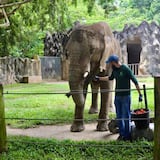 Pierluisi reclama al DRNA que acelere el paso para transformar el Zoológico de Mayagüez en un santuario