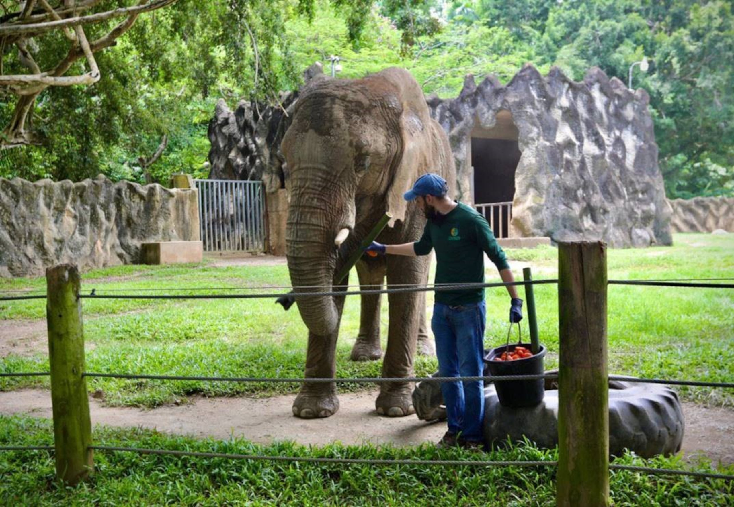 La elefanta Mundi es símbolo del Zoológico de Mayagüez.