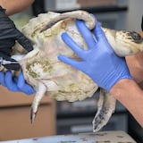 Tortugas de la especie más amenazada se recuperan en Florida de ola de frío 