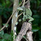 Iguana causa un apagón en Florida 