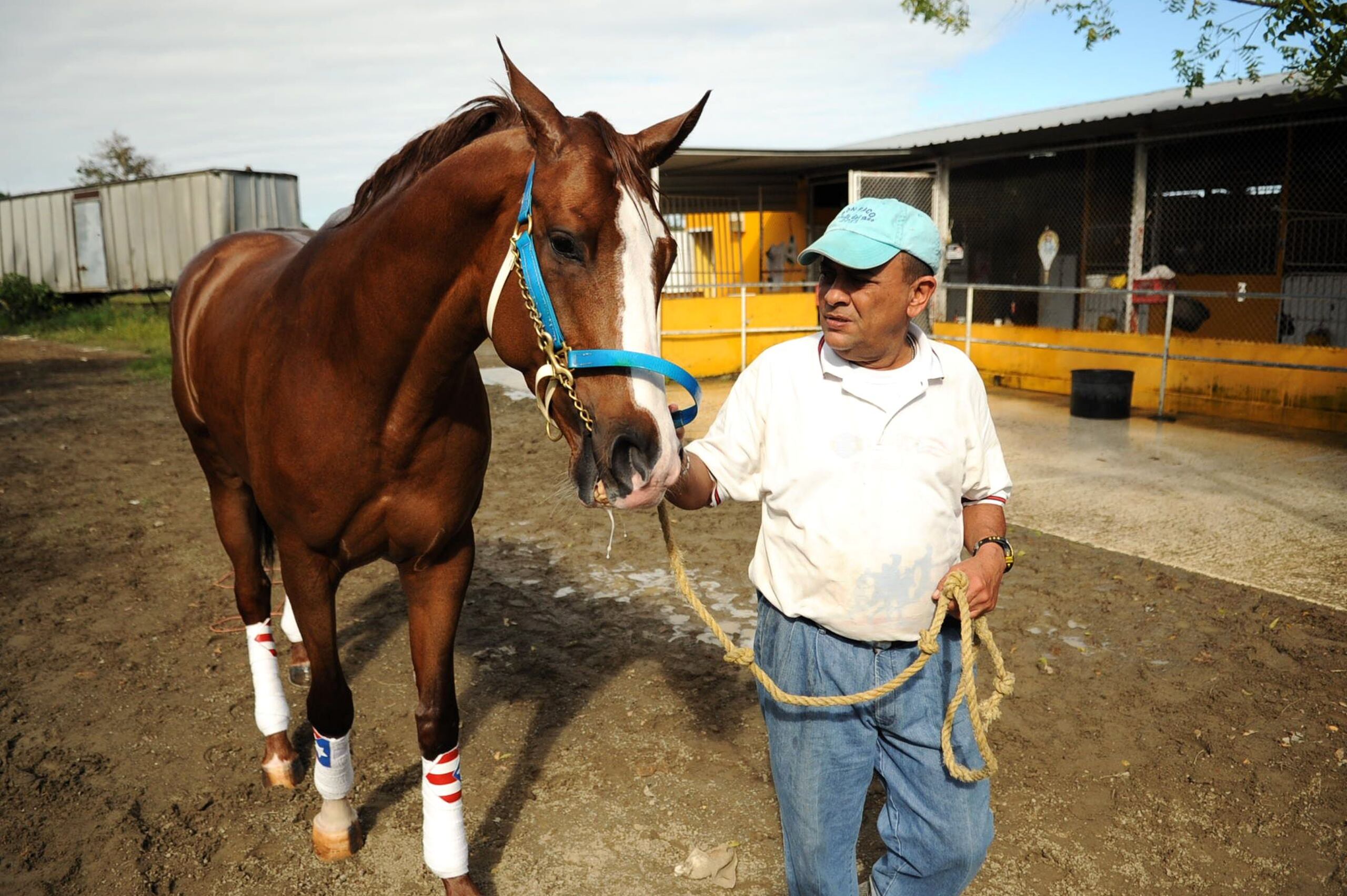 Este es Don Paco, campeón de dos años en el 2010 y triplecoronado en el 2011 y padre de Don Cheo.