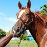 Los caballos que correrán en la Serie Hípica del Caribe viajan este sábado a Venezuela