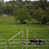 Agreden empleado de vaquería en medio de un asalto 