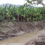 Agricultores maunabeños reportan pérdidas de cosecha por fuertes lluvias