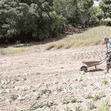 Brindarán ayuda a agricultores para solicitar los fondos federales del CFAP