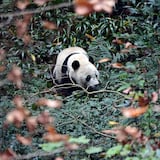 Fallece el último panda cedido por China que quedaba en Tailandia 