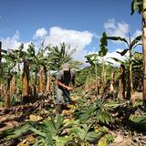 Anuncian más incentivos para los agricultores