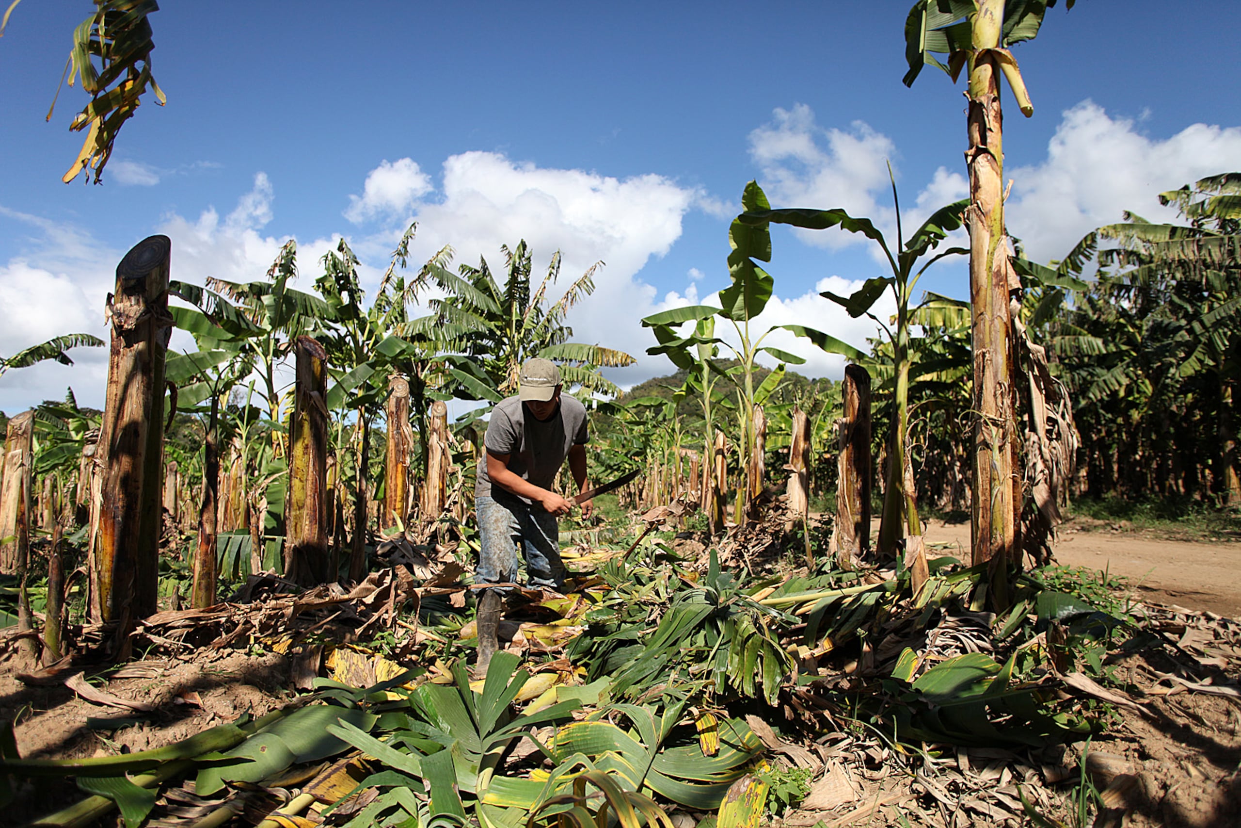 El Departamento de Trabajo y Recursos Humanos (DTRH) reportó que, para diciembre de 2021, unas 14,000 personas se dedicaban a la agricultura.