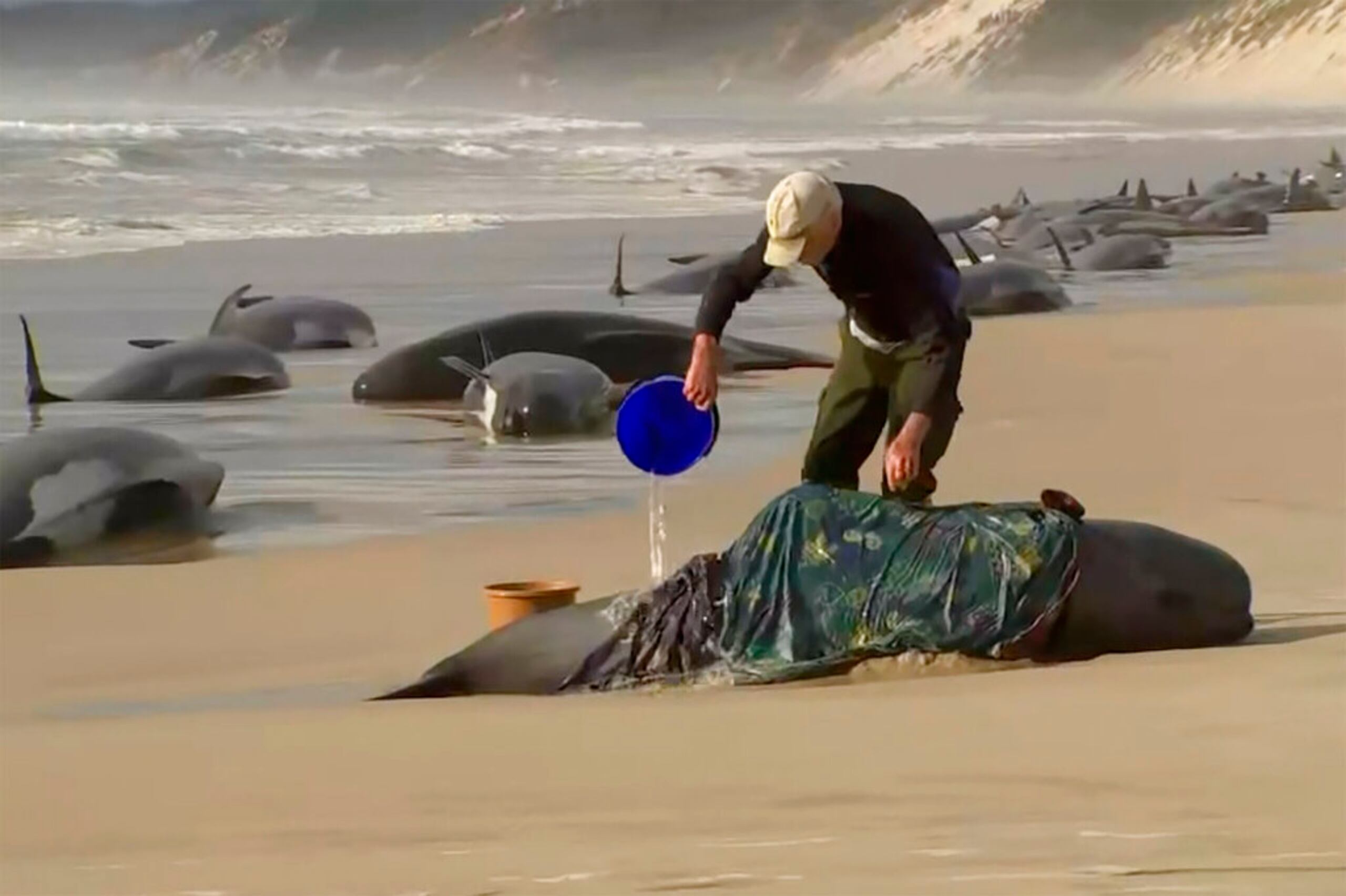 En esta imagen tomada de un video, un rescatista vierte agua sobre un calderón varado en Ocean Beach, cerca de Strahan, Australia, el 21 de septiembre de 2022.