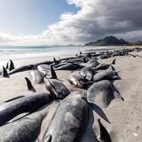 Mueren 477 ballenas varadas en islas de Nueva Zelanda