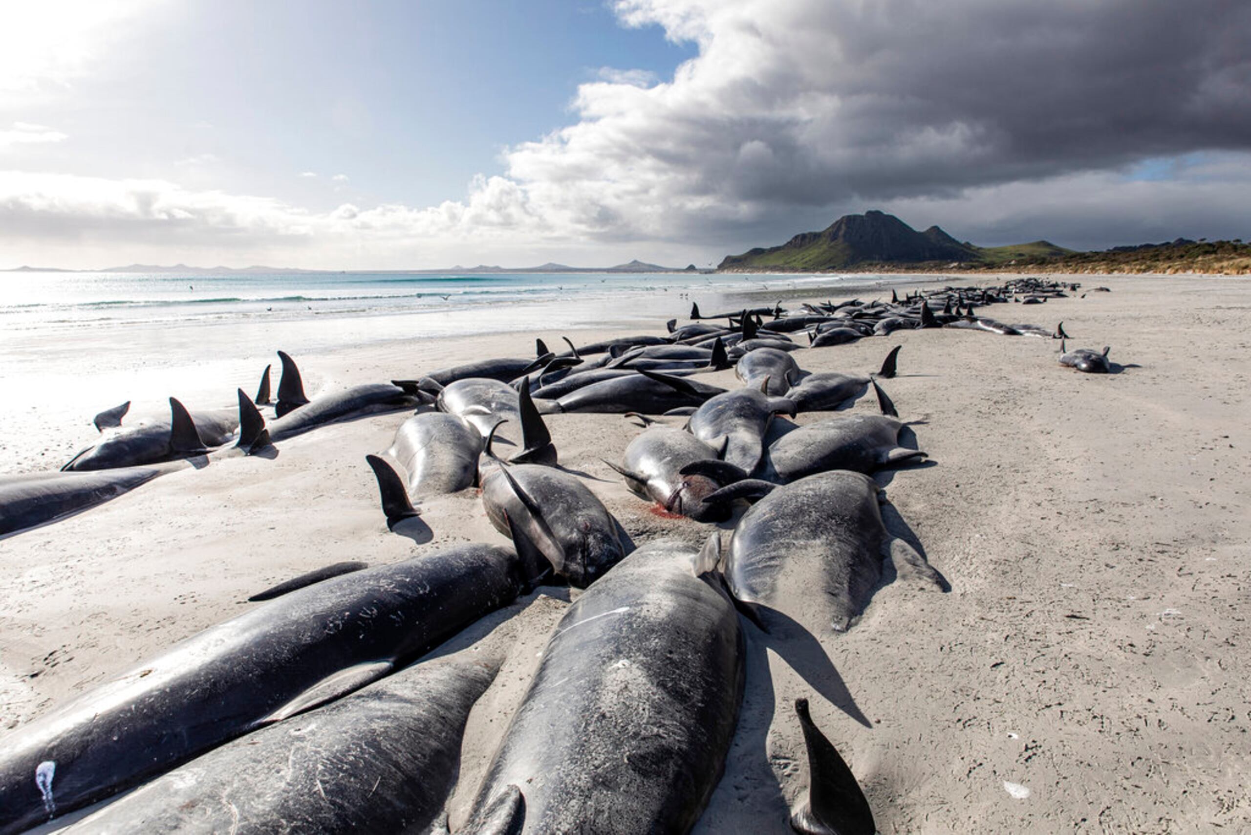 Un grupo de calderones varado en Tupuangi Beach, en las Islas Chatham, Nueva Zelanda, el 8 de octubre de 2022.