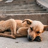 Aumentan los abandonos de animales con el huracán Fiona